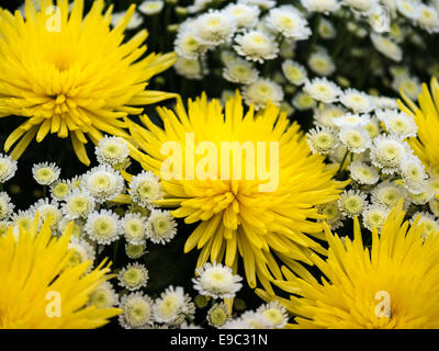 Bouquet mixte représentant Chrysanthème jaune blancs remplir. Banque D'Images