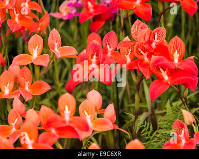 Pois de flamme, des fleurs orange, vert feuillage. Banque D'Images