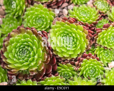 Cactus, Aeonium genre de succulentes, plantes subtropicales de la famille des Crassulaceae. Banque D'Images