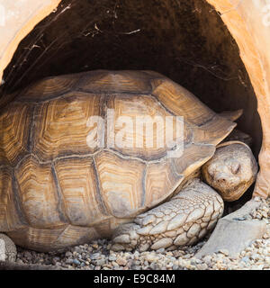 Nom : Reptilia chéloniens Testudinidae Geochelone sulcata Banque D'Images