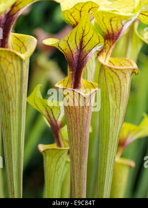 Zantedeschia plante en vert lime Banque D'Images