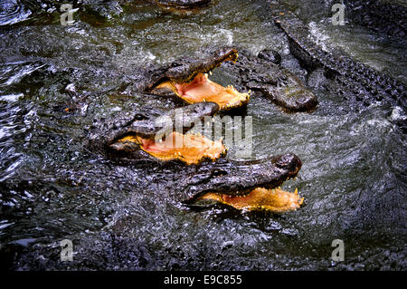 La ferme des alligators alligators à Jacksonville, Floride Banque D'Images