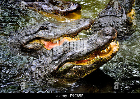 La ferme des alligators alligators à Jacksonville, Floride Banque D'Images