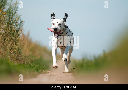 Vue avant du chien Dalmatien exubérante d'exécution sur le chemin vers la caméra Banque D'Images