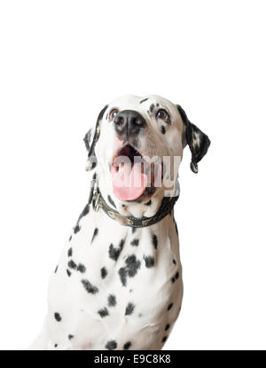 Chien dalmatien à ouvrir la bouche et de la langue, à la recherche avec les yeux grand ouverts loin de l'appareil photo. Banque D'Images