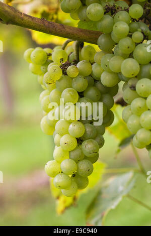 Vitis vinifera. 'Raisin Phonix'. Banque D'Images