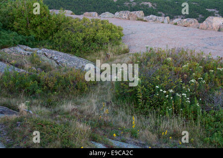 L'Acadia National Park, moi - septembre 4, 2014 : les fleurs sauvages poussent le long du chemin menant au sommet de Cadillac Mountain. Banque D'Images