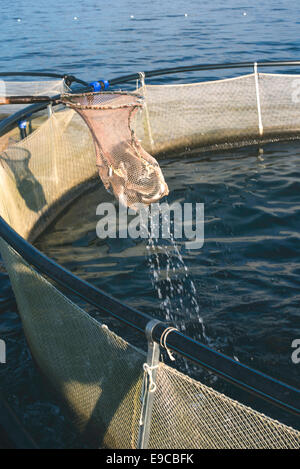 La capture du poisson à l'épuisette. Des cages pour l'élevage de poissons Banque D'Images