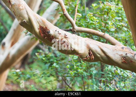 Arbutus andrachne Direction générale de l'arbre (Arbre aux fraises grec) à l'automne Banque D'Images