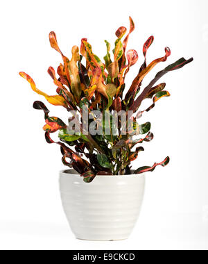 Croton plante à fleurs attrayantes Banque D'Images