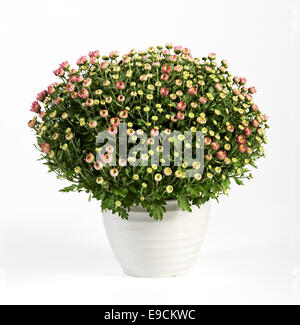 Pot de chrysanthèmes rose à fleurs pour décoration intérieure au cours de l'automne cultivée dans un pot blanc ordinaire, high angle isolé o Banque D'Images