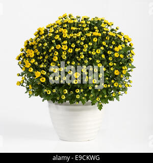 Pot de chrysanthèmes floraison jaune pour la décoration intérieure à l'automne et au début de l'hiver dans un cache-pot blanc ordinaire over a white Banque D'Images