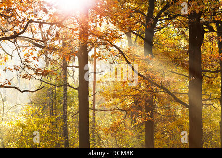 Rayons de soleil à travers la forêt en automne leafage Banque D'Images