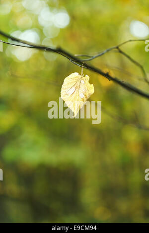 Dernière feuille de bouleau tombé sur brindille dans forêt d'automne Banque D'Images