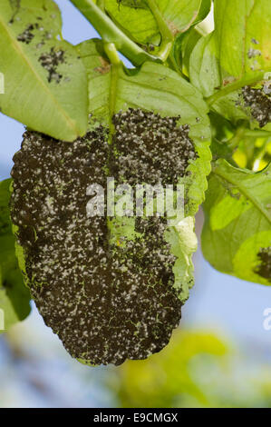 L'aleurode laineux, Aleurothrixus floccosus, avec la fumagine sur le miellat sur la face inférieure d'une feuille de citron d'un arbre en fruits, S Banque D'Images