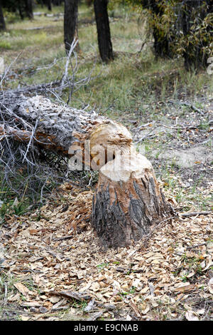 Arbre abattu par un castor près de l'atterrissage à Schwabacher Grand Teton National Park, Wyoming, USA Banque D'Images