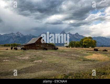 Les buffles qui paissent près d'une des granges sur Moulton Mormon Row avec les montagnes derrière, Grand Teton National Park, Wyoming, USA Banque D'Images