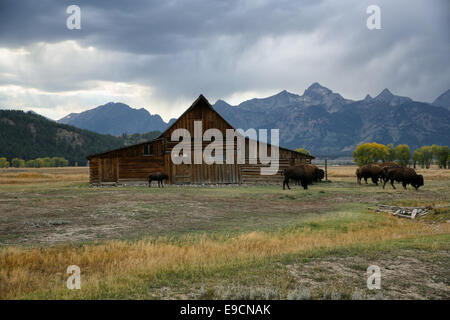 Les buffles qui paissent près d'une des granges sur Moulton Mormon Row avec les montagnes derrière, Grand Teton National Park, Wyoming, USA Banque D'Images