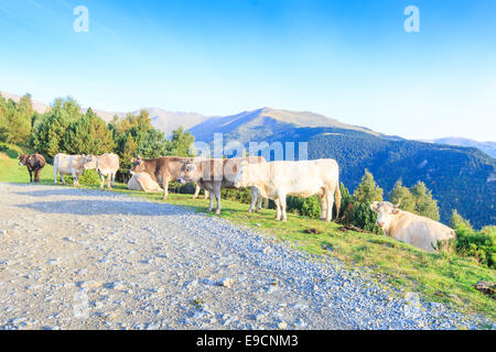 Un troupeau de vaches marron et blanc dans les Pyrénées espagnoles et marcher le long d'un chemin de terre à flanc de montagne Banque D'Images