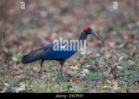 Ibis noir (Pseudibis papillosa) au Parc National Sasan Gir, en Inde. Banque D'Images