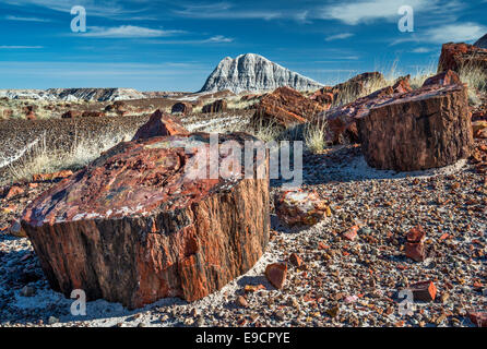 Le bois pétrifié sur longue piste de billes, le Parc National de la Forêt Pétrifiée, du Plateau du Colorado, Arizona, USA Banque D'Images