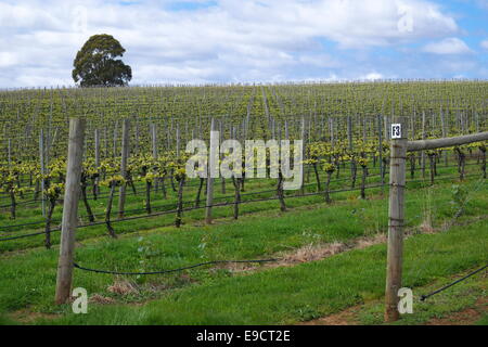 Vignes poussant au printemps dans le vignoble Pipers Brook sur la route touristique des vins dans le nord-est de la Tasmanie, Australie, 2014 Banque D'Images