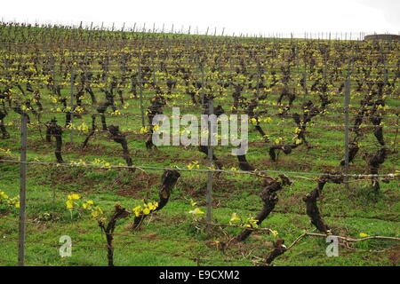 Vignes au printemps à l'Pipers Brook vignoble sur la route des vins dans le nord-est de la Tasmanie, Australie Banque D'Images