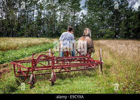 Projet de chevaux participant à l'exploitation du patrimoine programme à la foire agricole de Dundas et de Labour provinciaux à Dundas, P Banque D'Images