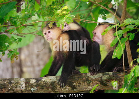 Capuchin à face blanche, imitateur Cebus, dans la forêt tropicale sur une petite île de Lago Gatun, République du Panama. Banque D'Images