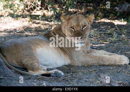 De Victoria Falls est possible de visiter le Botswana. En particulier le Parc National de Chobe. Lion en rivière Chobe. Nat Chobe Banque D'Images