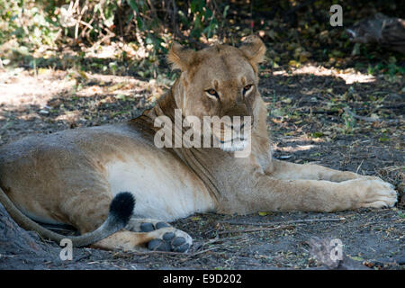 De Victoria Falls est possible de visiter le Botswana. En particulier le Parc National de Chobe. Lion en rivière Chobe. Nat Chobe Banque D'Images