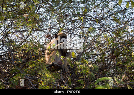 Les chambres de plein air singe Royal Livingstone Hotel. Trois types de monkey se produire en Zambie. Le singe est très commun thr Banque D'Images