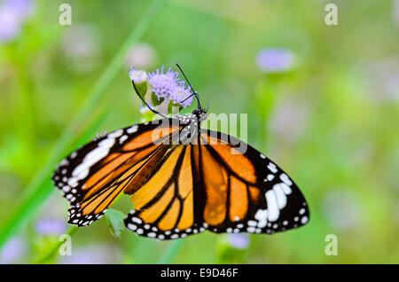 Danaus genutia commun ou Tigre, Close up butterfly yellow black pattern mangent le nectar des fleurs Banque D'Images