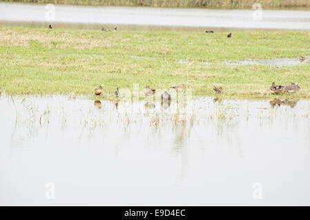 Canards nager dans le lac com foulque noire et mallard Banque D'Images