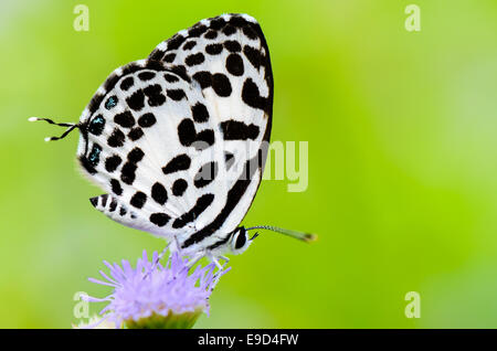 Close up petit papillon blanc avec des taches noires sur la fleur de l'herbe, Pierrot ou Castalius rosimon commun Banque D'Images