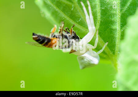 Araignée crabe blanc a presque translucide tête et les pieds attraper les abeilles et manger Banque D'Images