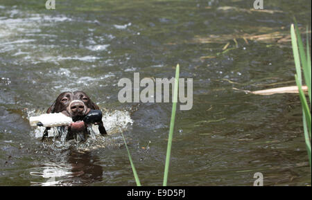 Braque allemand de l'extraction d'un jouet de formation river Banque D'Images