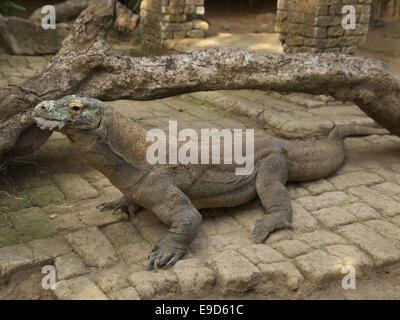 Dragon de Komodo avec des plumes de poulet frais la dans sa bouche Banque D'Images