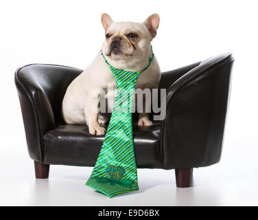 St Patricks Day - chien bouledogue français assis sur un canapé en cuir Banque D'Images