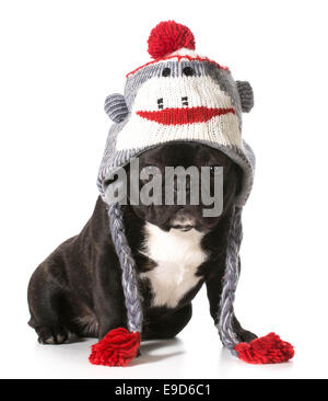 Bouledogue français wearing winter hat Banque D'Images