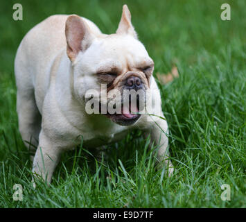 Chien avec la bouche pleine d'herbe - bouledogue français Banque D'Images