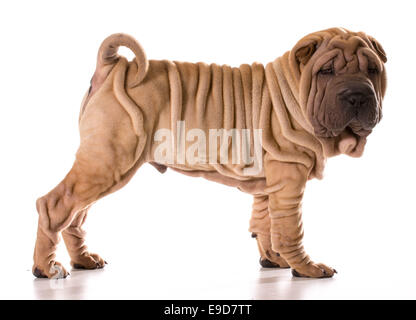 Chinese Shar Pei article isolé sur fond blanc Banque D'Images