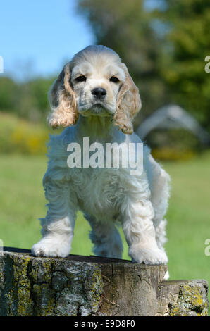 Mignon chiot cocker américain debout sur un moignon de bois Banque D'Images