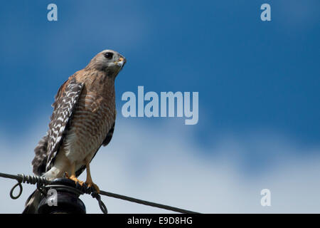 Red-shouldered hawk perché sur une ligne d'alimentation - Buteo lineatus Banque D'Images