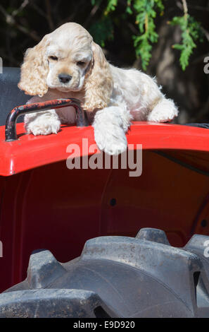 Chien - chiot cocker portant sur l'aile d'un tracteur Banque D'Images