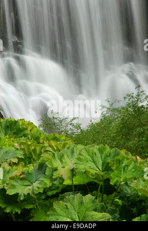 Milieu McCloud Falls, Shasta-Trinity National Forest, Californie Banque D'Images