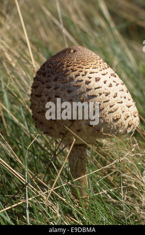 Shaggy Parasol (Cardinal rouge / Northern Cardinal) Champignon Banque D'Images