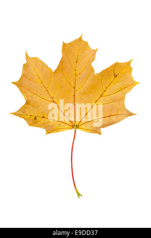 Feuille d'érable d'automne jaune isolé sur fond blanc avec clipping path Banque D'Images