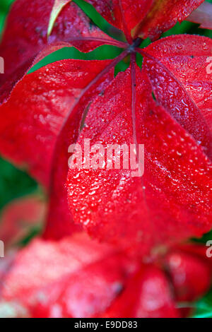 Close-up de feuilles rouges, vigne vierge, Parthenocissus quinquefolia Banque D'Images