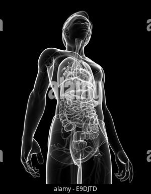 Anatomie du système digestif Banque D'Images